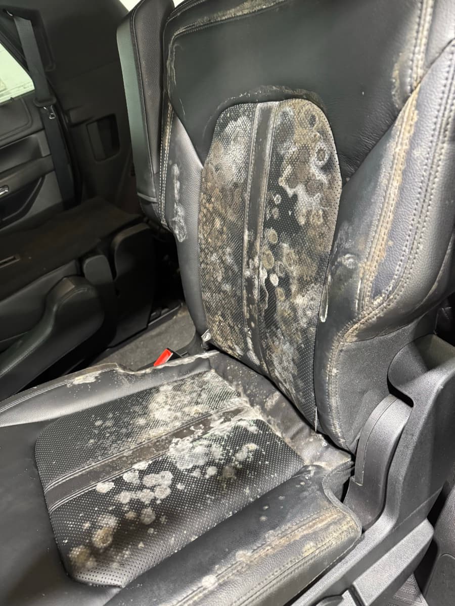 Heavy mold contamination on vehicle seat requiring professional biohazard cleanup