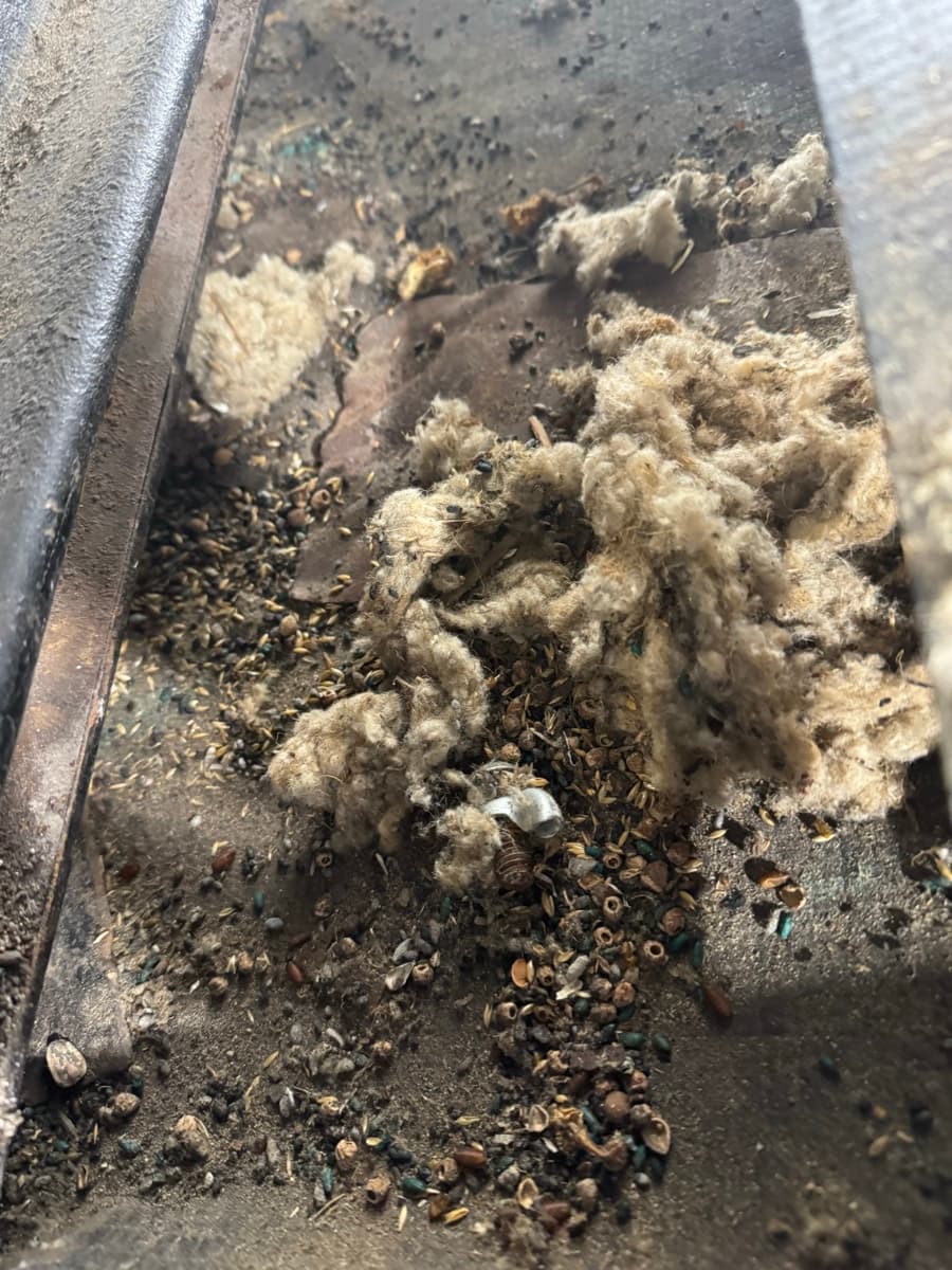 Rat droppings and nesting material found inside vehicle during biohazard inspection at 2Clean Inc.